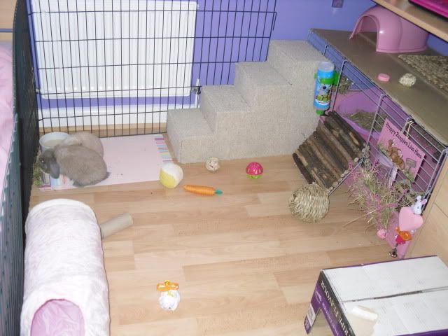 Whats it like to have a rabbit in your bedroom? - Rabbits United Forum